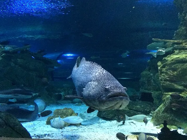 Marine Life Exhibits Background